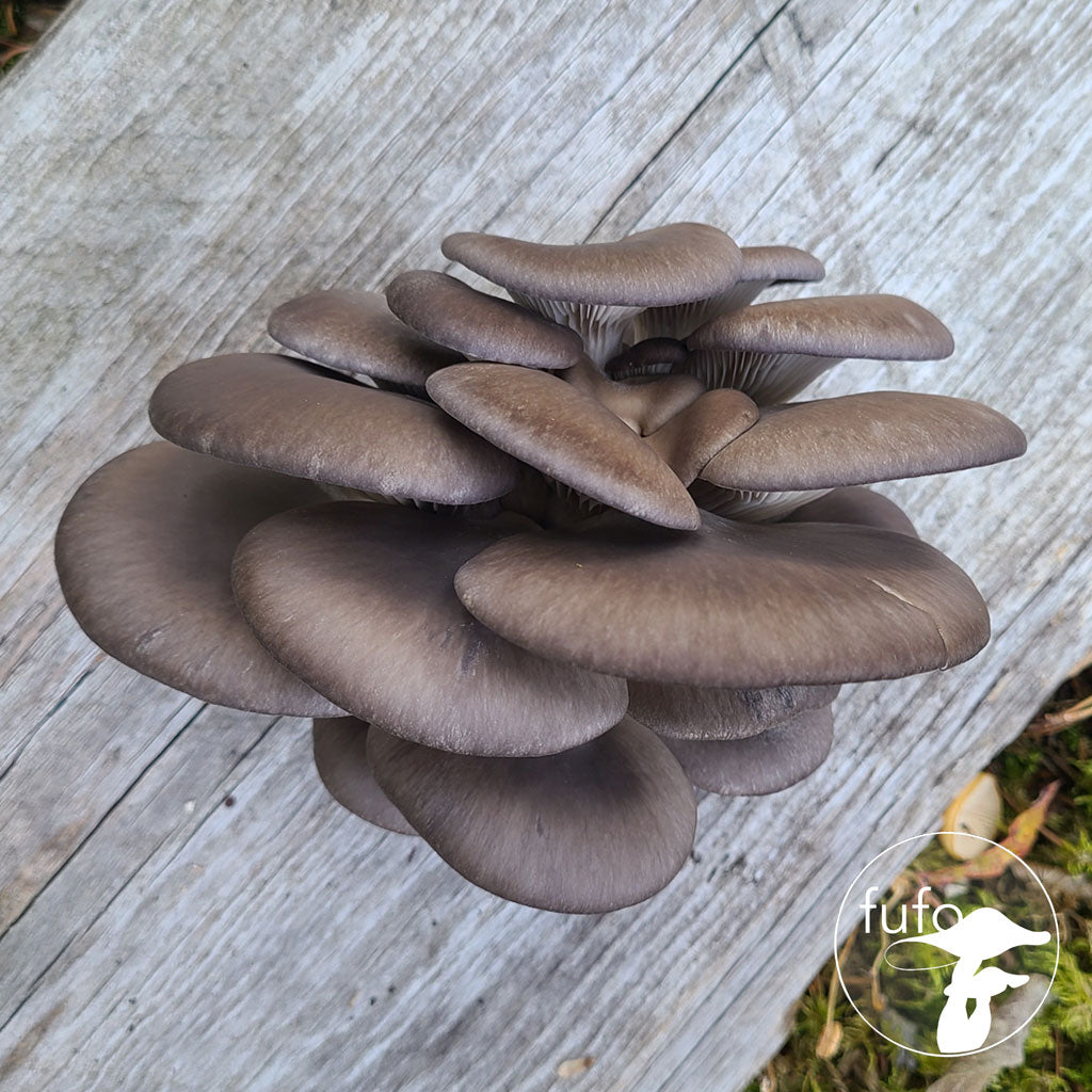 Grain Spawn - Blue Oyster (1kg) - Plastic Bag