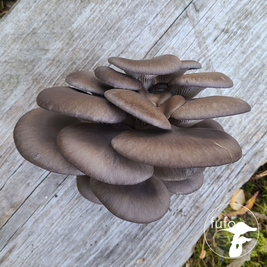 Grain Spawn - Blue Oyster (1kg) - Plastic Bag