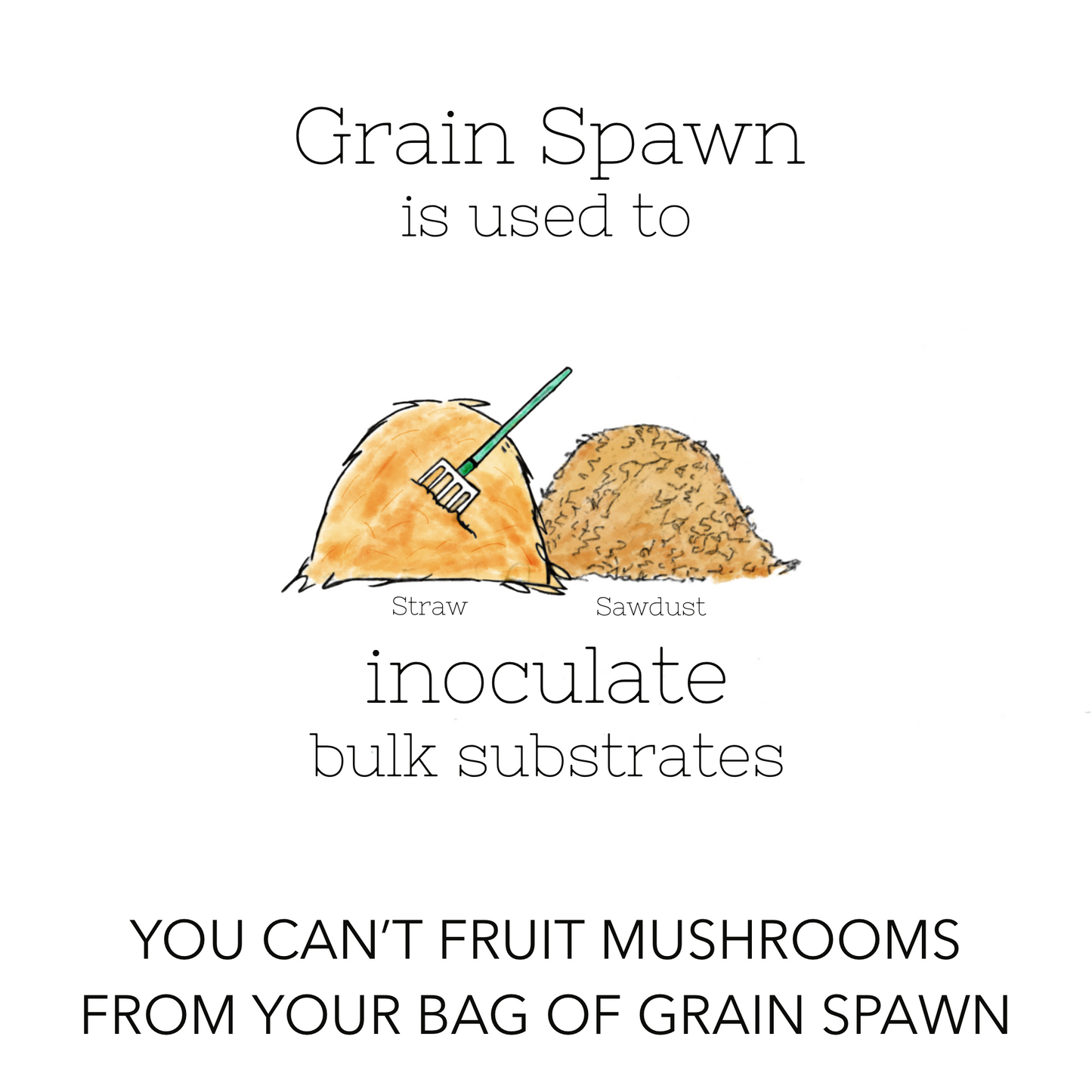 Grain Spawn - Blue Oyster (1kg) - Plastic Bag