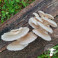 Grain Spawn - Pearl Oyster (1kg) - Plastic Bag