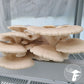 Grain Spawn - Pearl Oyster (1kg) - Plastic Bag