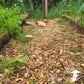 Sawdust Spawn - Wine Cap (~1.5kg) - Plastic Bag
