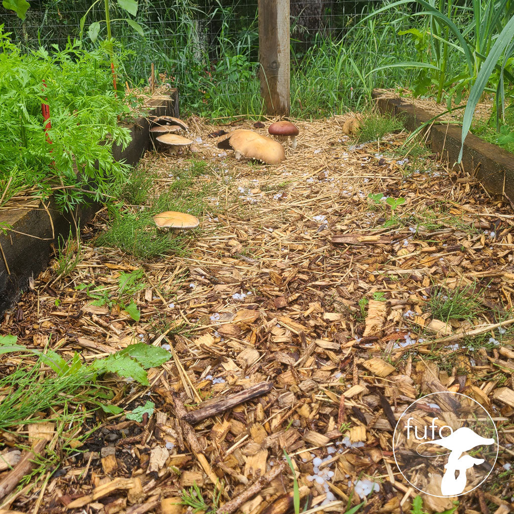 Sawdust Spawn - Wine Cap (~1.5kg) - Plastic Bag
