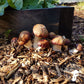 Sawdust Spawn - Wine Cap (~1.5kg) - Plastic Bag