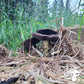 Sawdust Spawn - Wine Cap (~1.5kg) - Plastic Bag