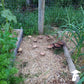 Sawdust Spawn - Wine Cap (~1.5kg) - Plastic Bag