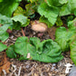 Sawdust Spawn - Wine Cap (~1.5kg) - Plastic Bag
